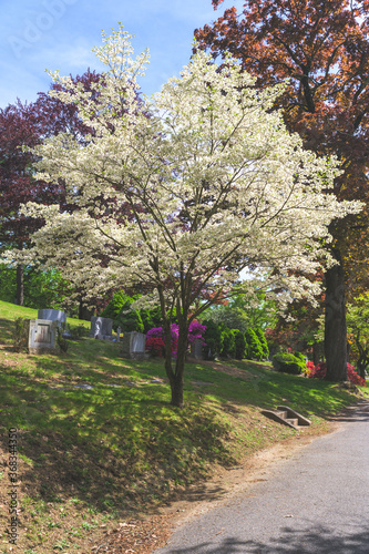 Large tree covered in beautiful white blossoms, on a warm spring day, at Sleepy Hollow Cemetary, in Upstate New York