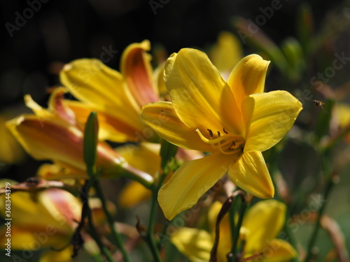 Closeup of bright yellow Hemerocallis daylily flowers and buds in a garden