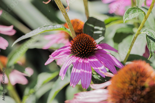 pink flower
