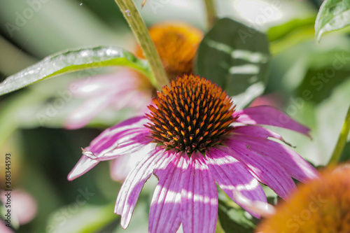 bee on flower