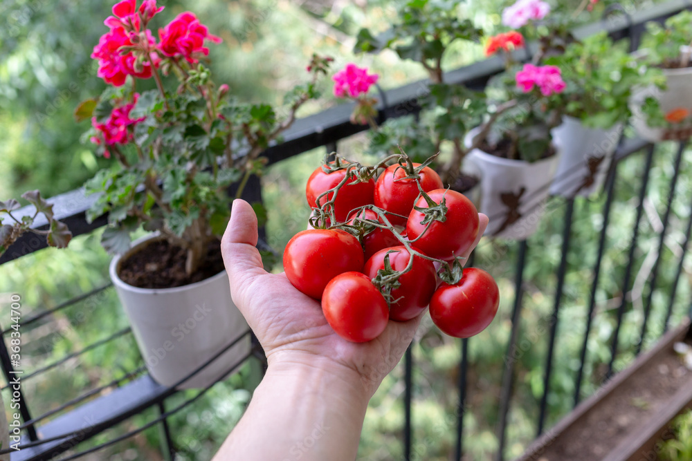 Man hand holding group of red truss tomatoes. trees and foliage in the background. Man hand holding group of red truss tomatoes. trees and foliage in the background.