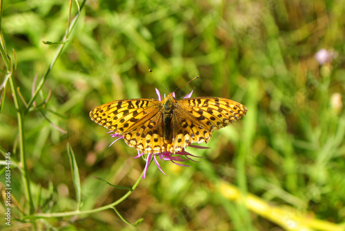 Mormon Fritillary Butterfly