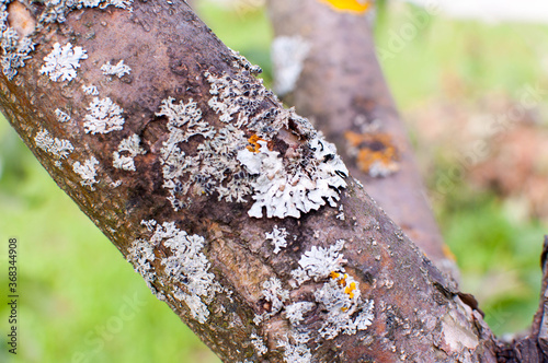 Huge excrescence on pine tree trunk. Sick diseased forest tree.