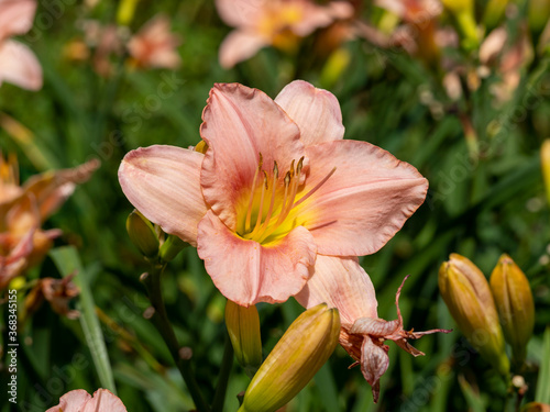 Closeup of a beautiful peach Hemerocallis daylily flower and buds  variety Barbara Mitchell  in a garden