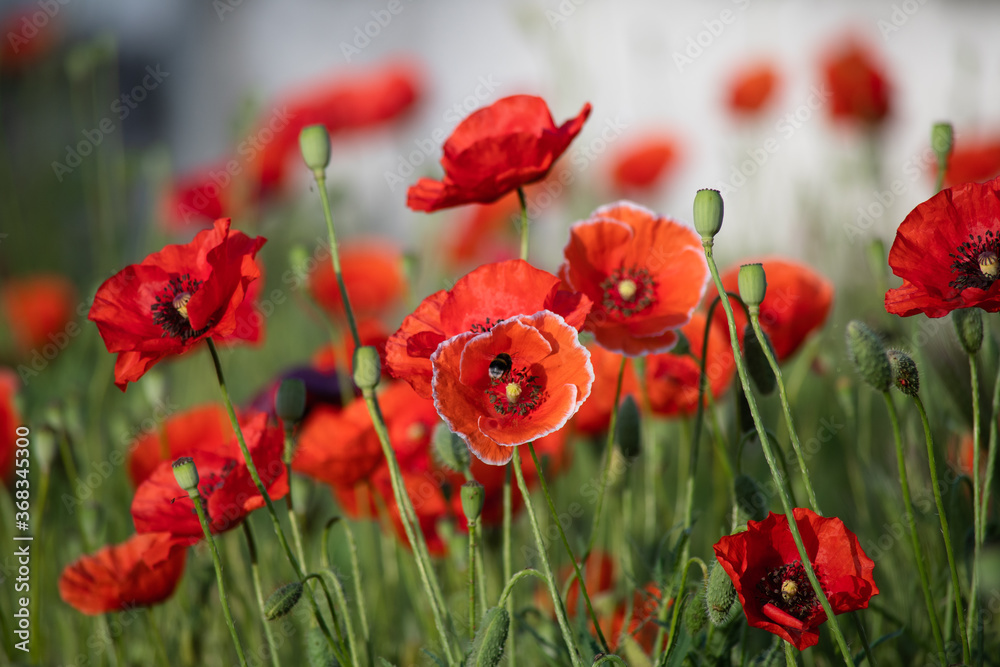 Fototapeta premium Bright red poppies blooming in the meadow on a summer sunny day.