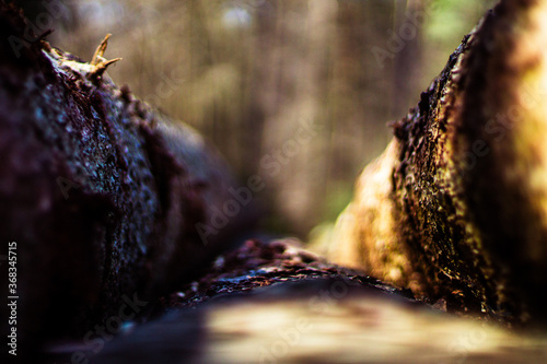 Tree Trunks