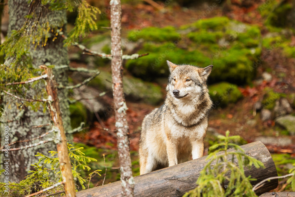 gray wolf (Canis lupus), a careful wolf searching for danger is very shy gray wolf (Canis lupus), a careful wolf searching for danger is very shy