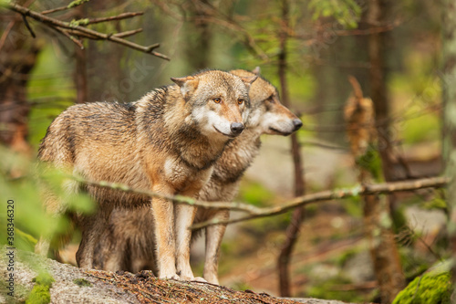gray wolf (Canis lupus) couple standing and waiting for a pack