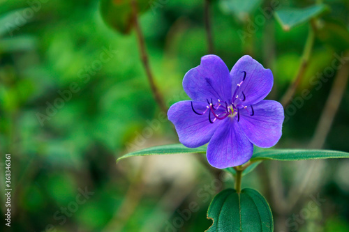 Silverleafed Princess Flower (Tibouchina grandifolia) photo