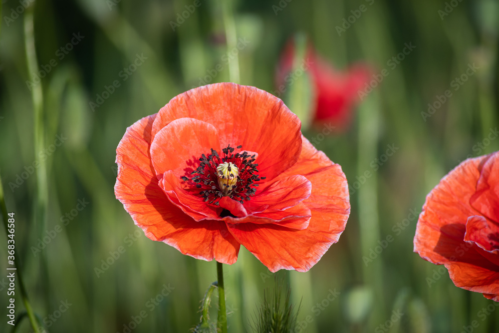 Red poppy in the morning in the garden on a summer day.