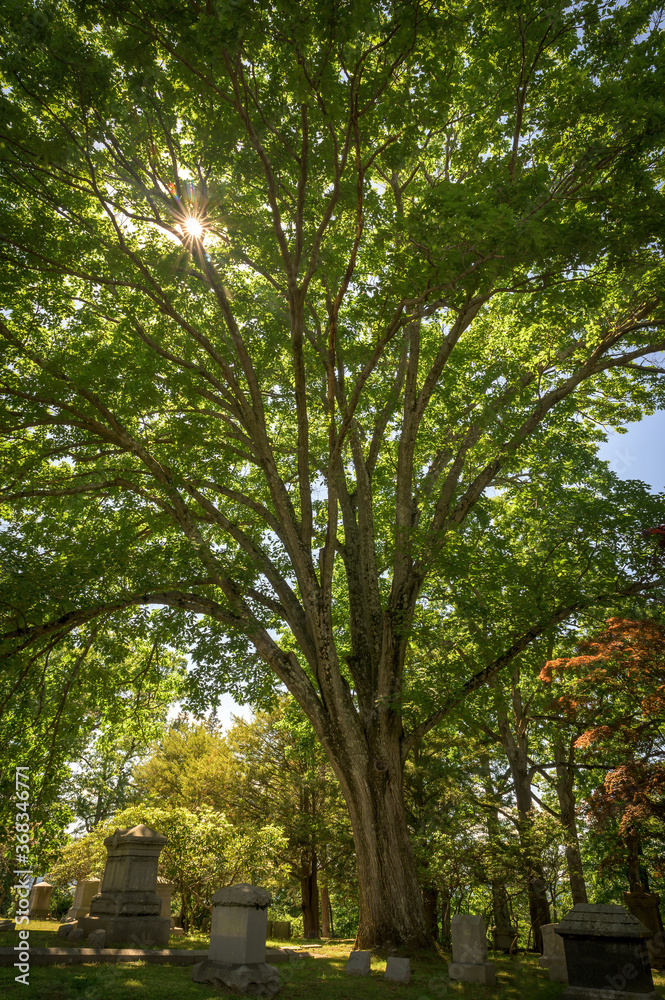 Sun shining through the leaves of a large tree towering over tombstones at Sleepy Hollow Cemetary, in Upstate New York