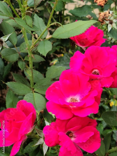 pink rose in garden