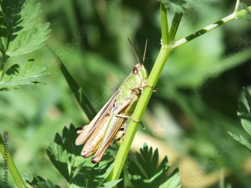 Locust in Nature