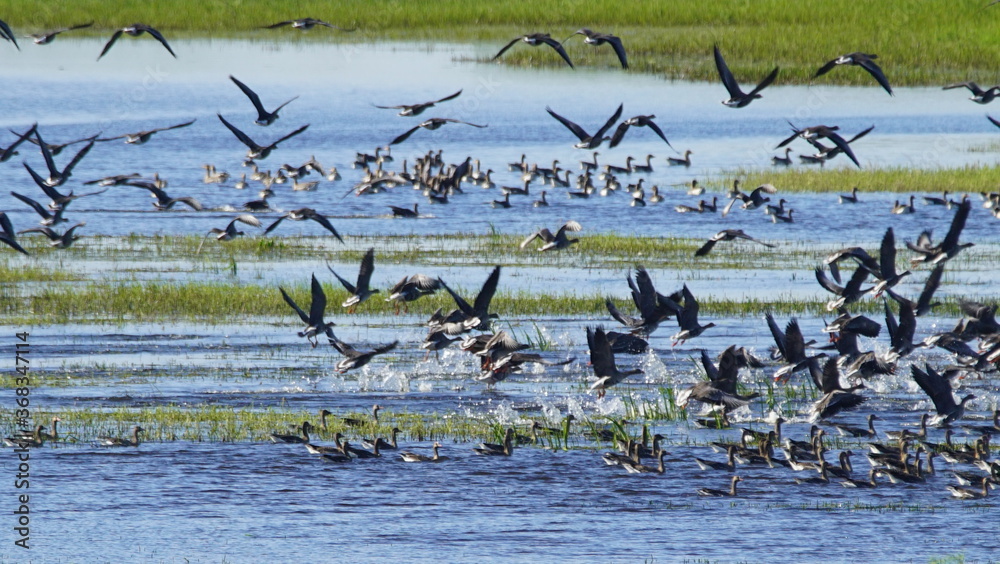 Flock of Taiga bean goose (Anser fabalis) flying above the Berezina river in Belarus