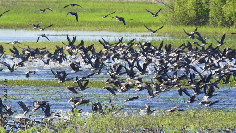 Fototapeta premium Flock of Taiga bean goose (Anser fabalis) flying above the Berezina river in Belarus
