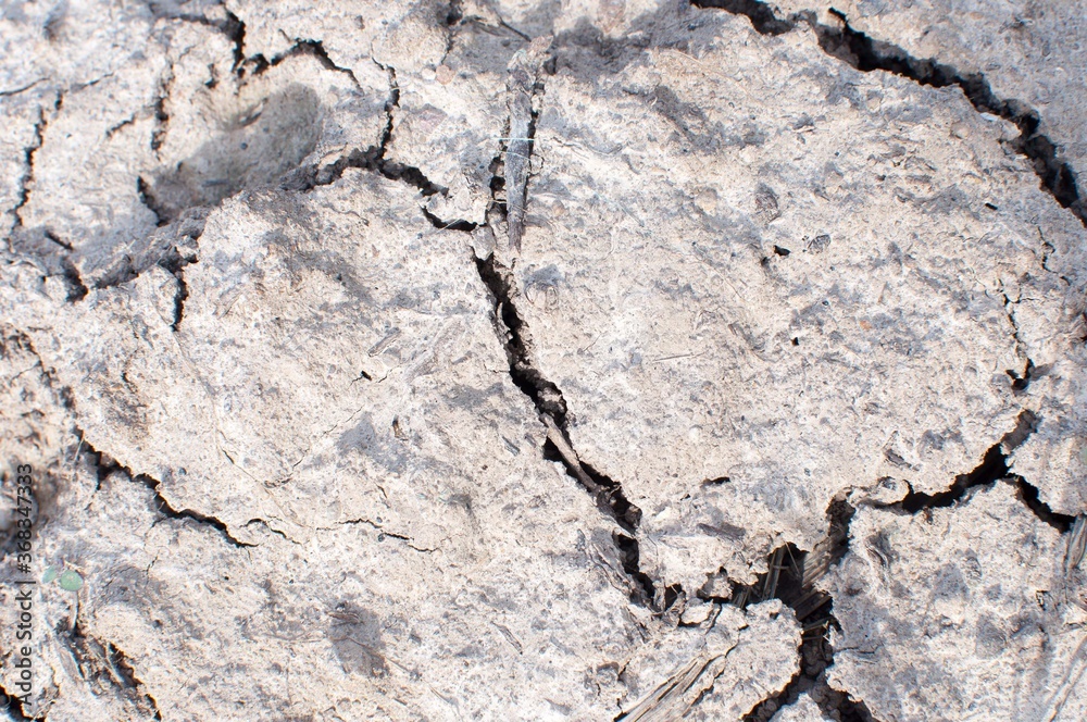 Obraz premium Dry cracked earth texture or background. Close up.