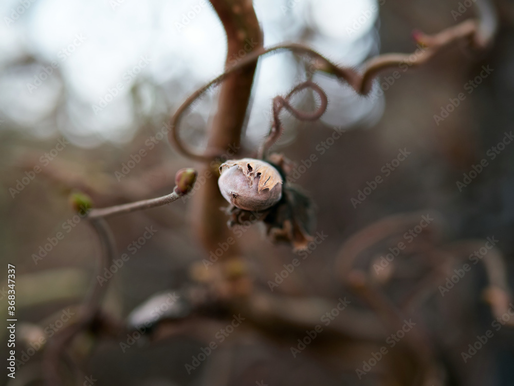 bud of a tree