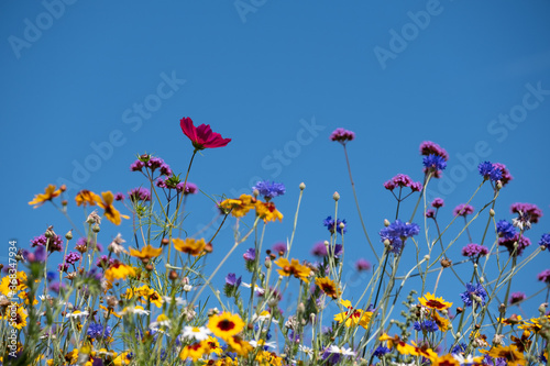 Colourful wild flowers growing in the grass, photographed on a sunny day in midsummer. © Lois GoBe