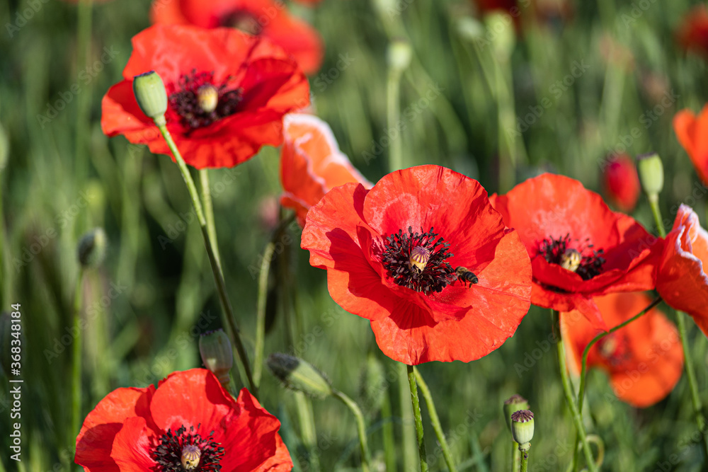 Obraz premium A group of red poppies in the garden on a summer day.