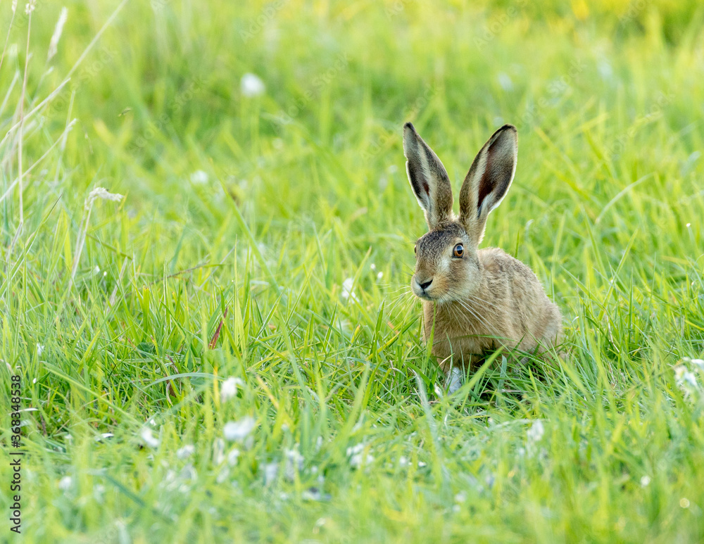 Naklejka premium English hare at sunset in a wildflower meadow.