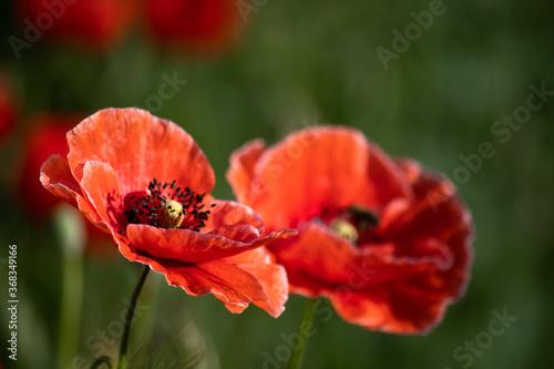 A group of red poppies in the garden on a summer day.