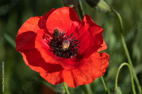 Red poppy in the morning in the garden on a summer day.