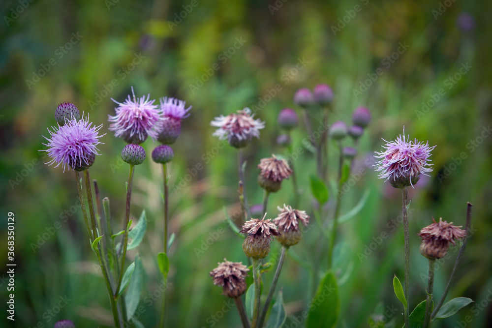 Medicinal herb burdock Arctium lappa, blooming violet flowers. soft background Medicinal herb burdock Arctium lappa, blooming violet flowers. soft background