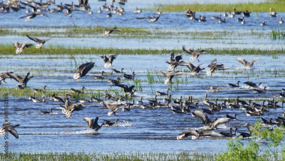 Flock of Taiga bean goose (Anser fabalis) flying above the Berezina river in Belarus Flock of Taiga bean goose (Anser fabalis) flying above the Berezina river in Belarus