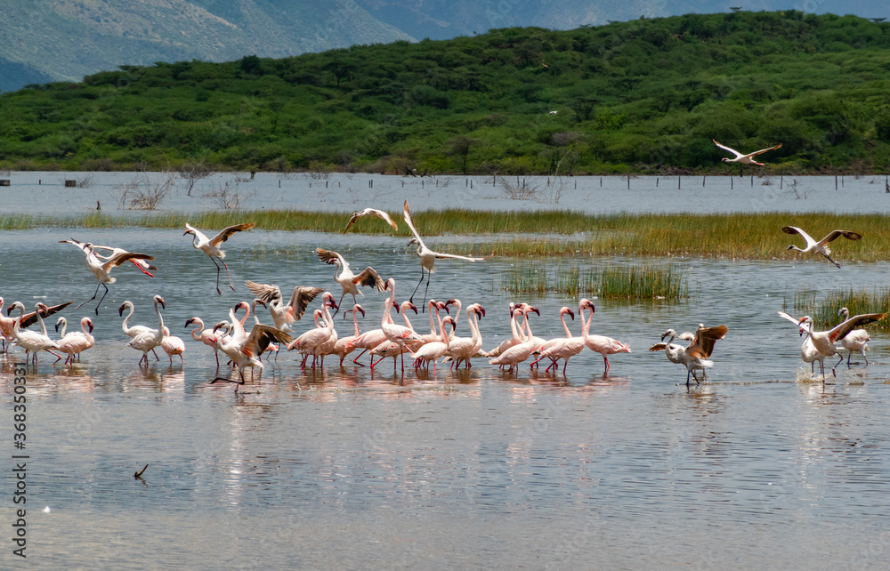 Flamingos at Lake Bogoria, Kenya