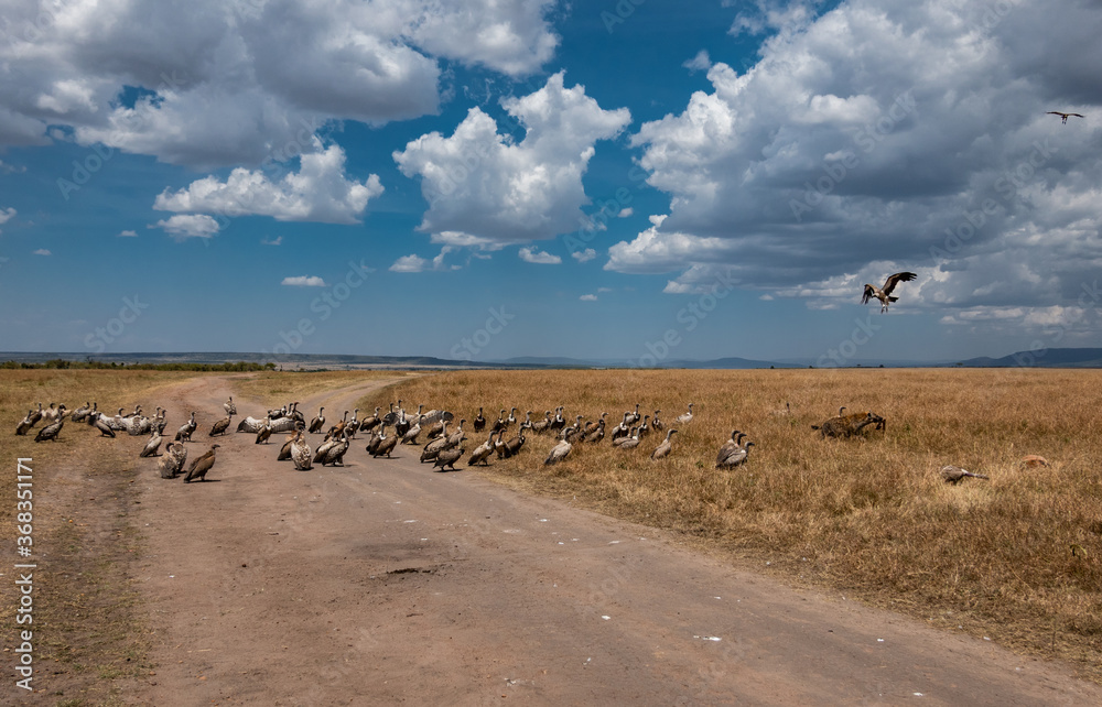 African Vultures and Hyena Fighting for Food at Masai Mara, Kenya African Vultures and Hyena Fighting for Food at Masai Mara, Kenya