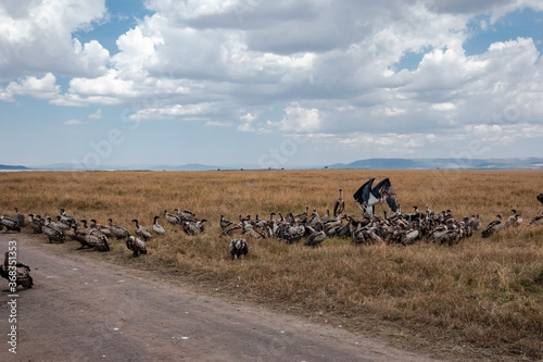 African Vultures Fighting for Food at Masai Mara, Kenya