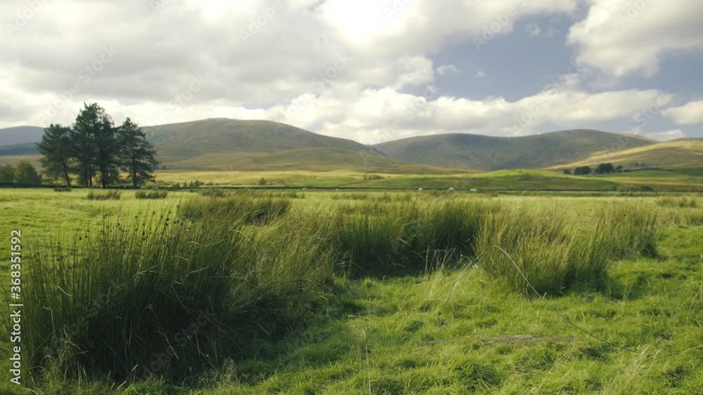 Paisaje con plantas moviéndose por el viento Paisaje con plantas moviéndose por el viento