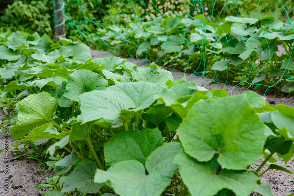 Growing environmentally friendly products in agricultural beds in the open field. Growing environmentally friendly products in agricultural beds in the open field.