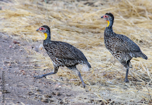 Yellow-necked spurfowls, Tanzania photo