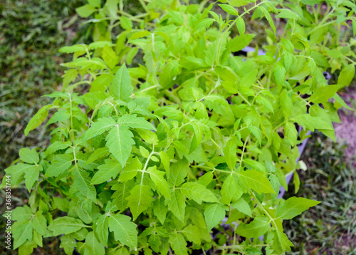 Wallpaper Mural Growing environmentally friendly products in agricultural beds in the open field. Torontodigital.ca