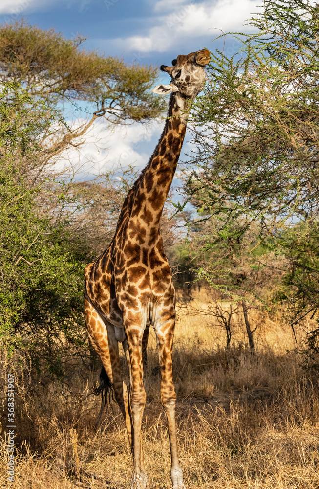 Giraffe Grazing at Lake Manyara National Park, Tanzania Giraffe Grazing at Lake Manyara National Park, Tanzania