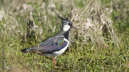 Northern lapwing (Vanellus vanellus), also known as the peewit or pewit, tuit or tew-it, green plover, or (in Britain and Ireland) pyewipe or just lapwing © adventure