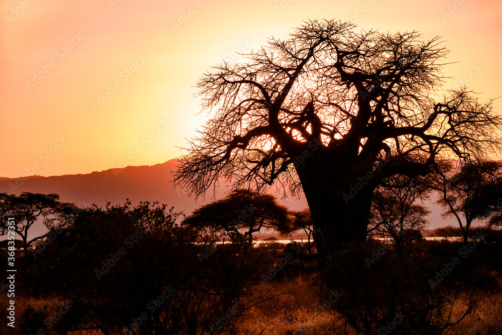 Sunset with Gigantic Baobab Trees at Tarangire National Park, Tanzania