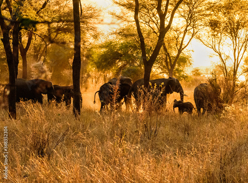 Elephant Family at Lake Manyara National Park with Sunset, Tanzania