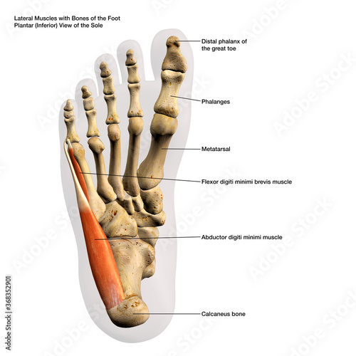 Lateral Muscles and Bones of the Foot Plantar View of the Sole, Labeled Human Anatomy Diagram 3D Rendering  photo