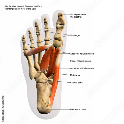 Medial Muscles and Bones of the Foot Plantar View of the Sole, Labeled Human Anatomy Diagram 3D Rendering  photo