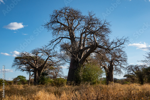 Gigantic Baobab Trees at Tarangire National Park, Tanzania