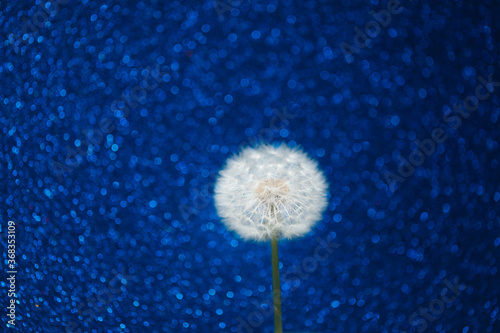 Fototapeta Naklejka Na Ścianę i Meble -  dandelion flower on blue bokeh background