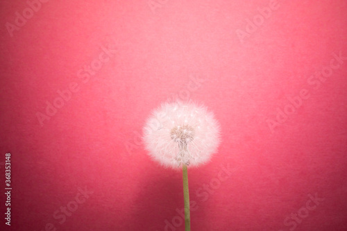 dandelion flower on pink background