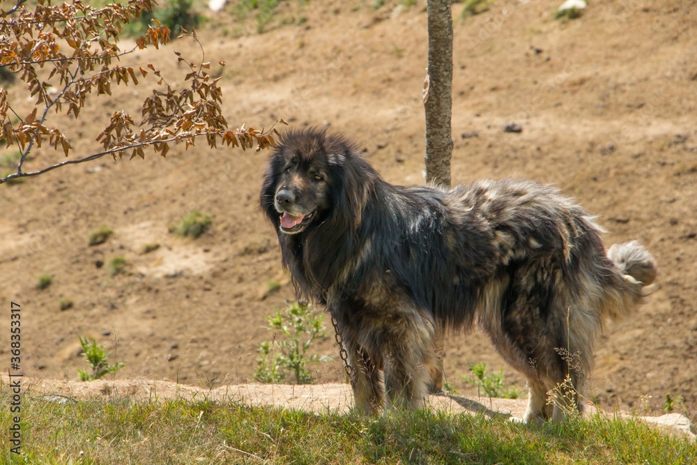 Big mountain shepherd dog. Mountain dog kept village household on the mountain Big mountain shepherd dog. Mountain dog kept village household on the mountain