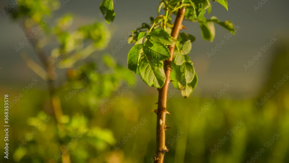Flowers on a green glade. Plants in the wild nature Flowers on a green glade. Plants in the wild nature