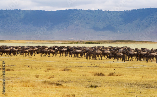 Wildebeest Herd Running at Ngorongoro, Tanzania © Betty Rong