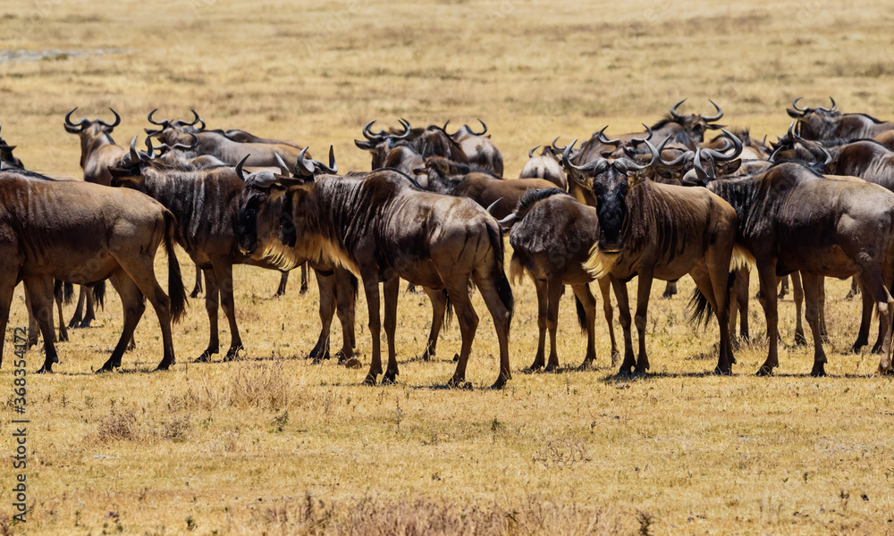 Wildebeest Herd at Ngorongoro, Tanzania