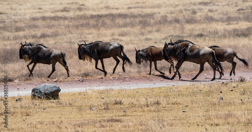 Wildebeest Herd Running at Ngorongoro  Tanzania