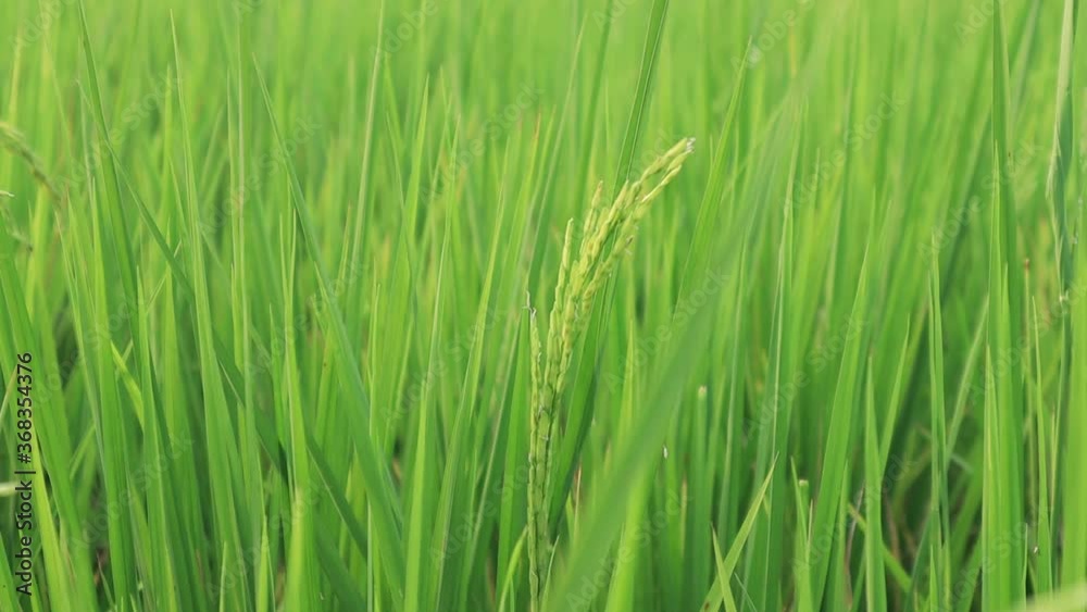 Close-up green rice field swaying in the wind with sunset. silhouette young paddy rice swing by the wind. slow motion. Close-up green rice field swaying in the wind with sunset. silhouette young paddy rice swing by the wind. slow motion.